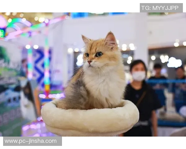 bb视讯澳门金沙-探索bb视讯与澳门金沙,一场科技与文化的邂逅之旅-bb视讯澳门金沙 bb视讯澳门金沙-探索bb视讯与澳门金沙,一场科技与文化的邂逅之旅-bb视讯澳门金沙